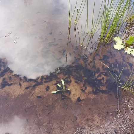 Cozy Log Retreat-by Traum